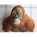 Orang-outan