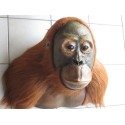 Orang-outan