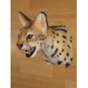 Serval