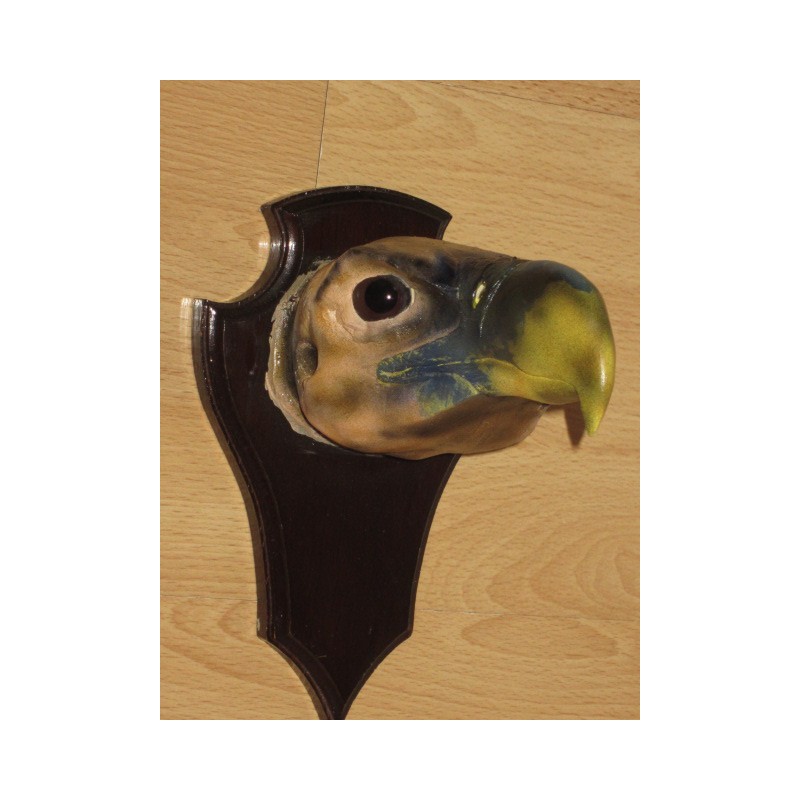 tête de vautour oricou