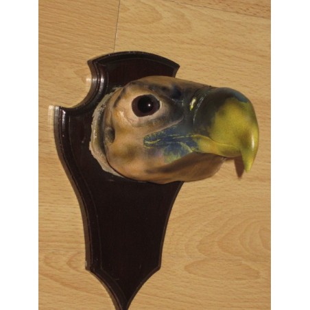tête de vautour oricou