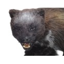 glouton  wolverine
