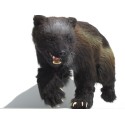 glouton  wolverine