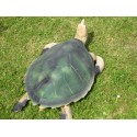 tortue verte