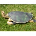 tortue verte