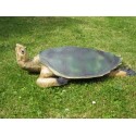 tortue verte