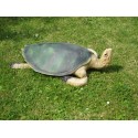 tortue verte