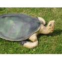 tortue verte