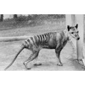 Loup de Tasmanie thylacine