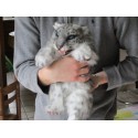 Bébé panthère des neiges