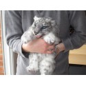 Bébé panthère des neiges