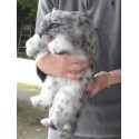 Bébé panthère des neiges