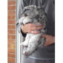 Bébé panthère des neiges