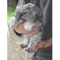 Bébé panthère des neiges