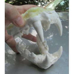 mâchoire de guépard