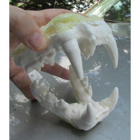 mâchoire de guépard