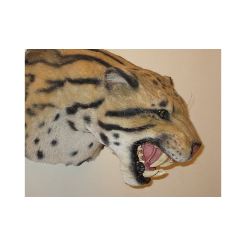 Panthère nébuleuse longibande