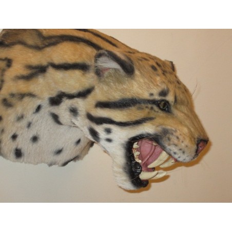 Panthère nébuleuse ou longibande