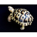 tortue terrestre grecque