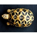 tortue terrestre Indienne