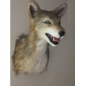 Réplique coyote