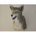 Réplique coyote