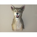 Réplique coyote