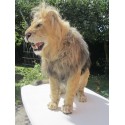 Tigre ou lion  entier taille réelle