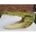 Trophée tête de crocodile 