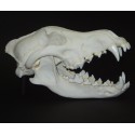 Crâne de loup