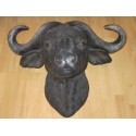 Trophée tête de buffle Africain