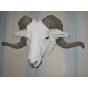 Trophée tête de bélier mérinos taille réelle