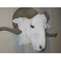 Trophée tête de bélier mérinos taille réelle