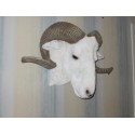 Trophée tête de bélier mérinos taille réelle