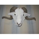 Trophée tête de bélier mérinos taille réelle