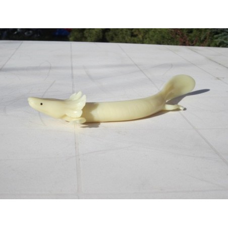 Protée anguillard  PVC