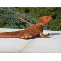 Lézard  dragon barbu  PVC