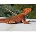 Lézard  dragon barbu  PVC