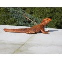 Lézard  dragon barbu  PVC