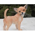 chien chihuahua