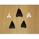 Lot répliques dents de Requins