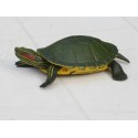 Tortue de Floride  taille réelle