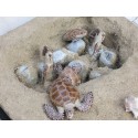 Nid de tortues de mer