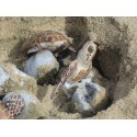 Nid de tortues de mer