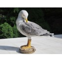 Réplique goéland résine