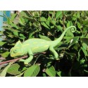 Caméléon taille réelle