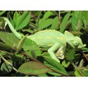 Caméléon taille réelle