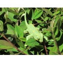 Caméléon taille réelle