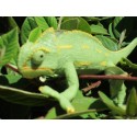 Caméléon taille réelle