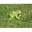 Grenouille verte